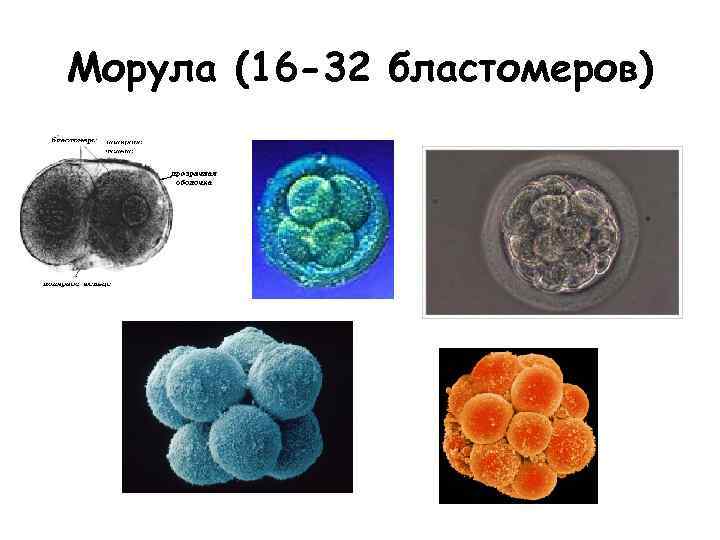 Как включаются и выключаются гены в ходе эмбриогенеза ответ оформите в виде таблицы или схемы