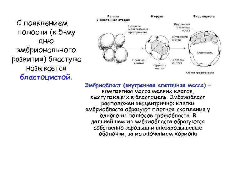 Эмбриогенез человека гистология презентация