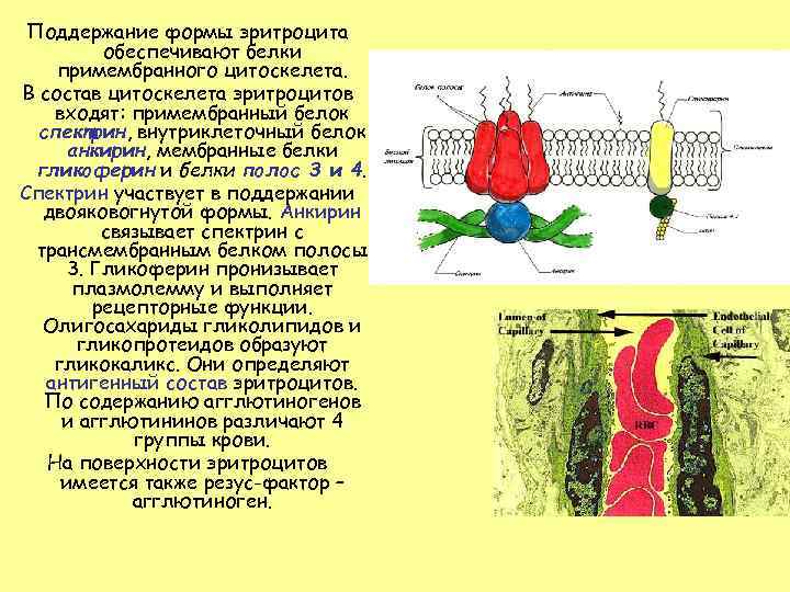 Поддержание формы эритроцита обеспечивают белки примембранного цитоскелета. В состав цитоскелета эритроцитов входят: примембранный белок