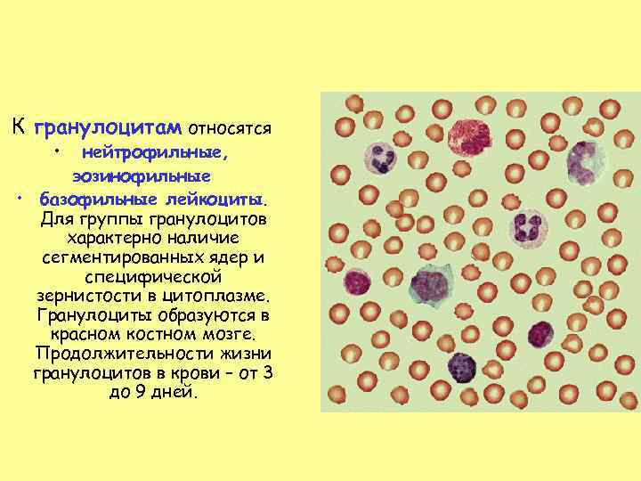 К гранулоцитам относятся • нейтрофильные, эозинофильные • базофильные лейкоциты. Для группы гранулоцитов характерно наличие