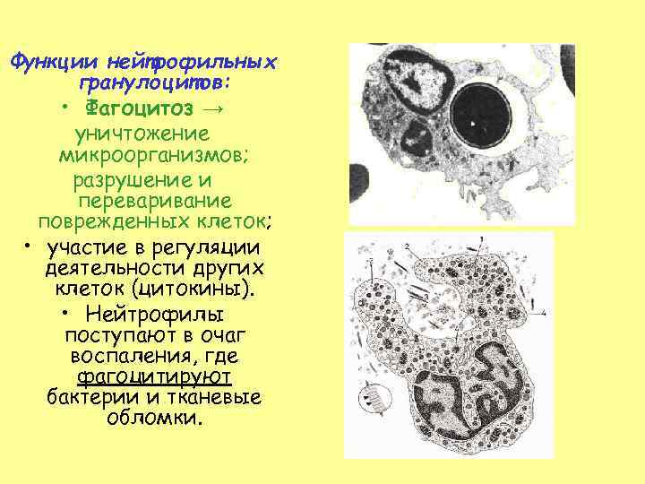 Функции нейтрофильных гранулоцитов: • Фагоцитоз → уничтожение микроорганизмов; разрушение и переваривание поврежденных клеток; •