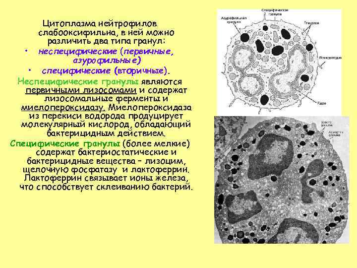 Цитоплазма нейтрофилов слабооксифильна, в ней можно различить два типа гранул: • неспецифические (первичные, азурофильные)