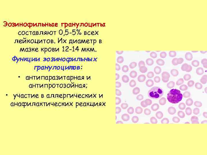 Эозинофильные гранулоциты составляют 0, 5 -5% всех лейкоцитов. Их диаметр в мазке крови 12