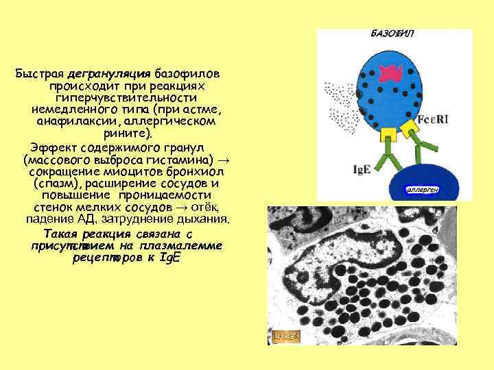 Быстрая дегрануляция базофилов происходит при реакциях гиперчувствительности немедленного типа (при астме, анафилаксии, аллергическом рините).