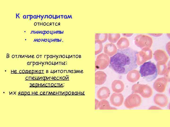 Субпопуляции лимфоцитов