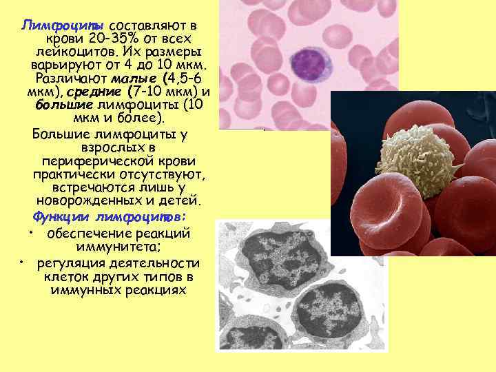 Лимфоциты в крови 12