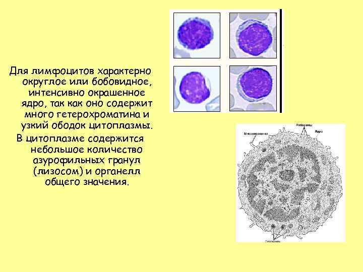 Для лимфоцитов характерно округлое или бобовидное, интенсивно окрашенное ядро, так как оно содержит много