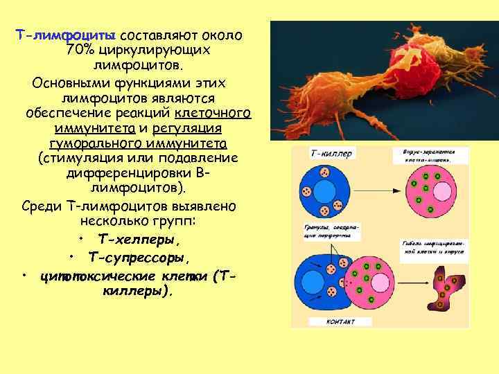 Т-лимфоциты составляют около 70% циркулирующих лимфоцитов. Основными функциями этих лимфоцитов являются обеспечение реакций клеточного