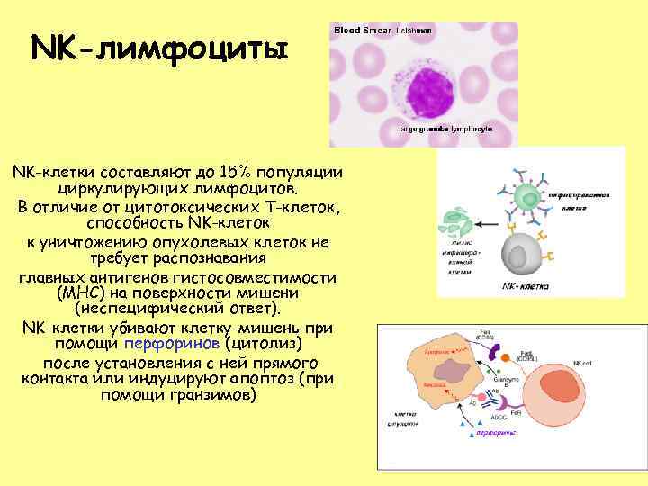 NK-лимфоциты NK-клетки составляют до 15% популяции циркулирующих лимфоцитов. В отличие от цитотоксических Т-клеток, способность