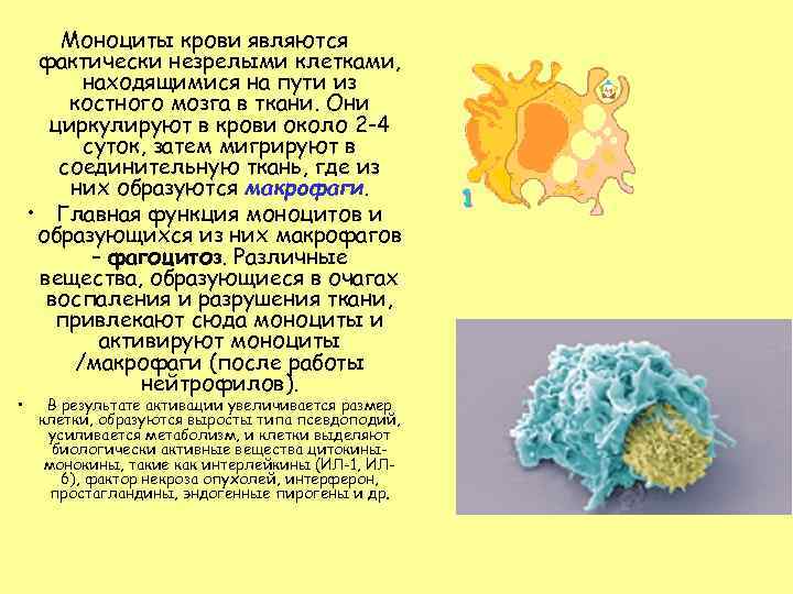  • Моноциты крови являются фактически незрелыми клетками, находящимися на пути из костного мозга