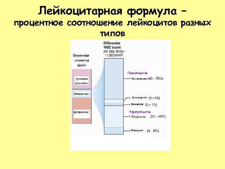 Лейкоцитарная формула – процентное соотношение лейкоцитов разных типов 