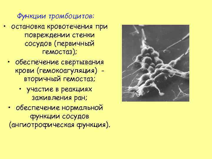 Функции тромбоцитов: • остановка кровотечения при повреждении стенки сосудов (первичный гемостаз); • обеспечение свертывания