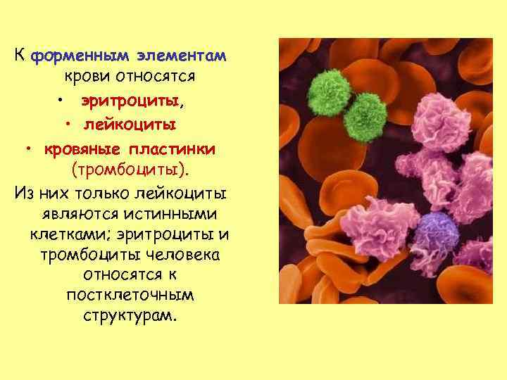 К форменным элементам крови относятся • эритроциты, • лейкоциты • кровяные пластинки (тромбоциты). Из