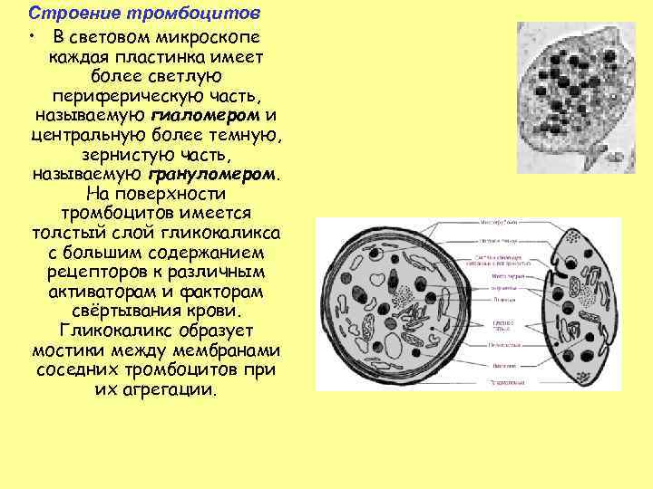 Строение тромбоцитов • В световом микроскопе каждая пластинка имеет более светлую периферическую часть, называемую