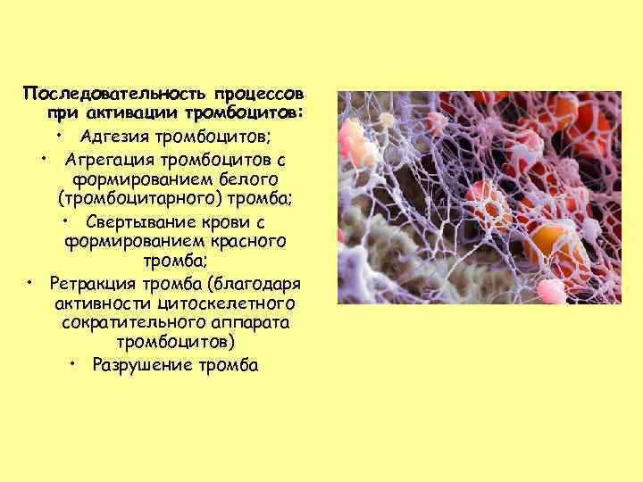 Последовательность процессов при активации тромбоцитов: • Адгезия тромбоцитов; • Агрегация тромбоцитов с формированием белого