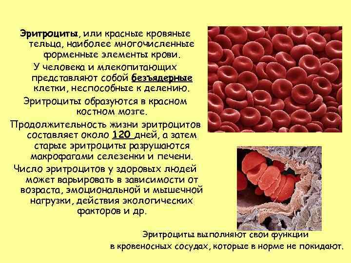 Кровь образуется в печени. Красные кровяные тельца. Эритроциты млекопитающих. Эритроциты образуются в. Безъядерные эритроциты.
