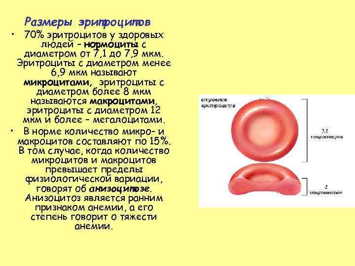 Цитоплазма эритроцитов человека