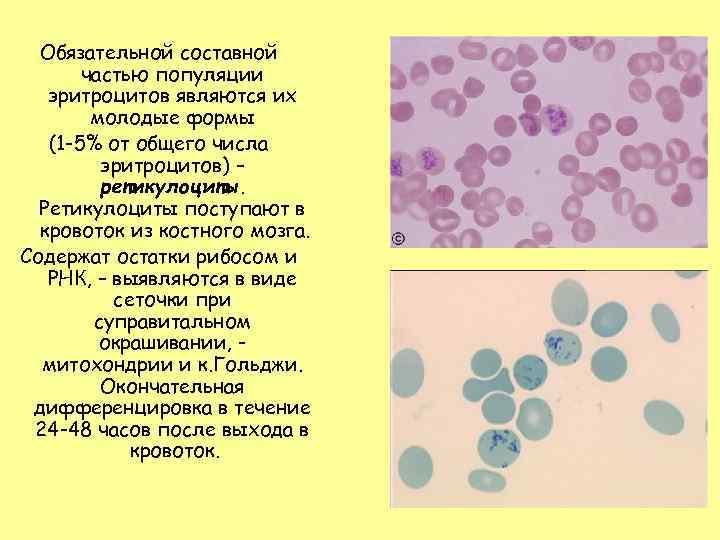 Повышение ретикулоцитов в крови