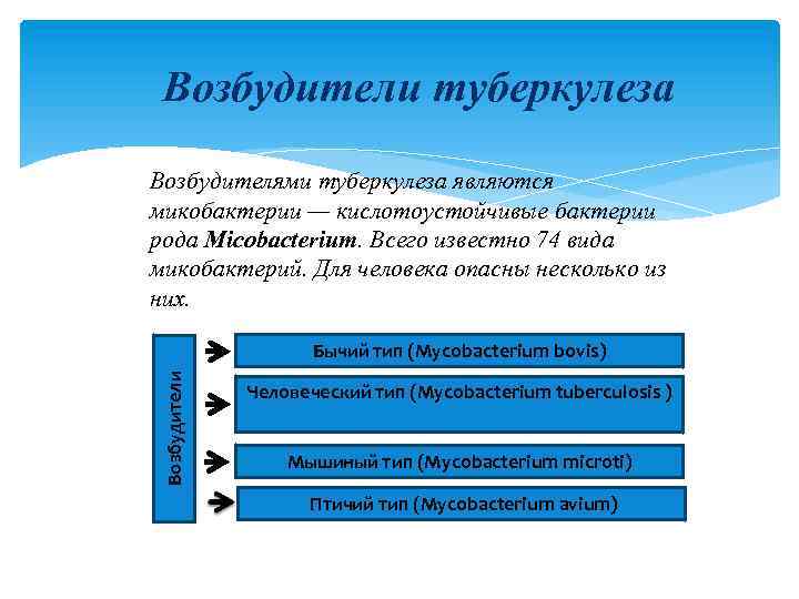 Возбудители туберкулеза Возбудителями туберкулеза являются микобактерии — кислотоустойчивые бактерии рода Micobacterium. Всего известно 74