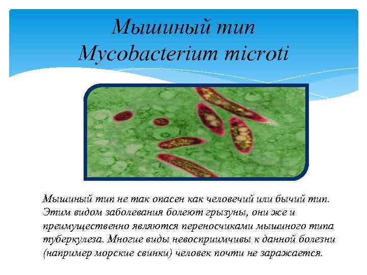 Мышиный тип Mycobacterium microti Мышиный тип не так опасен как человечий или бычий тип.