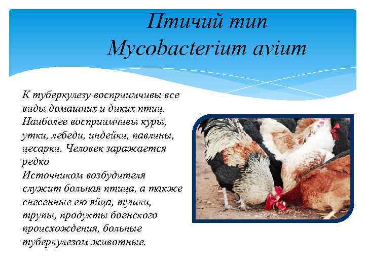 Птичий тип Mycobacterium avium К туберкулезу восприимчивы все виды домашних и диких птиц. Наиболее