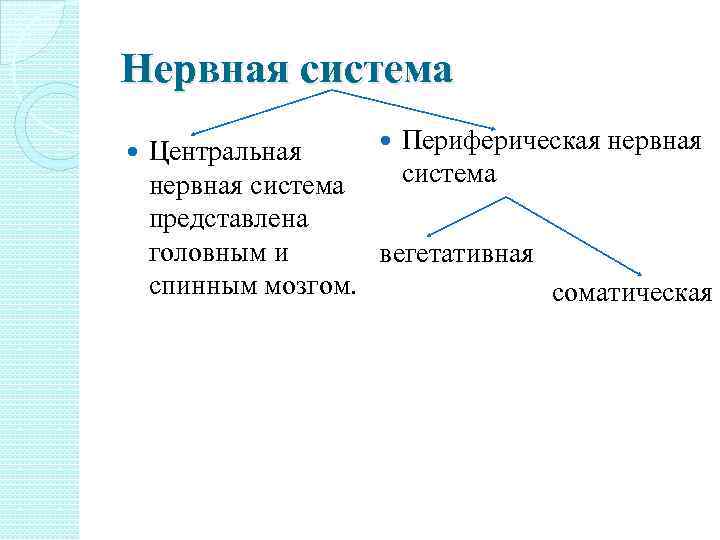 Нервная система Периферическая нервная Центральная система нервная система представлена головным и вегетативная спинным мозгом.