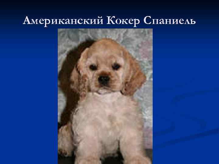 Американский Кокер Спаниель 