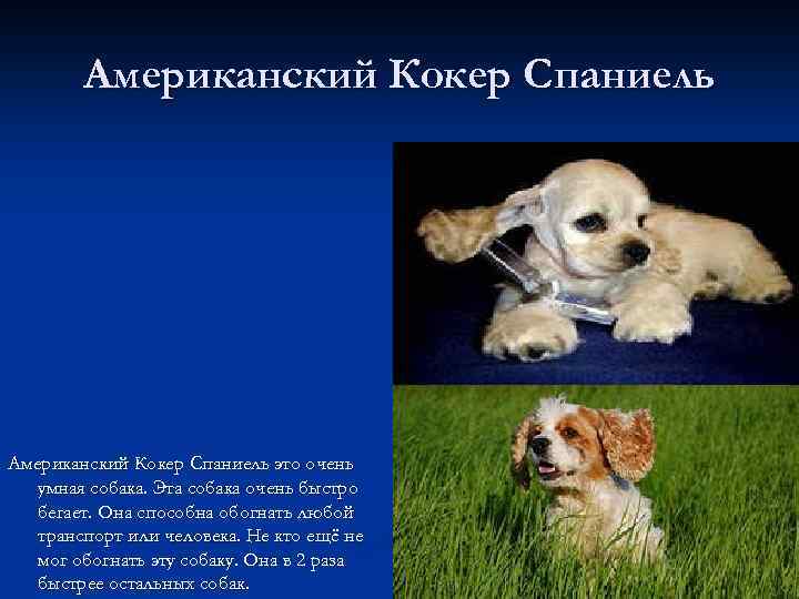 Американский Кокер Спаниель это очень умная собака. Эта собака очень быстро бегает. Она способна