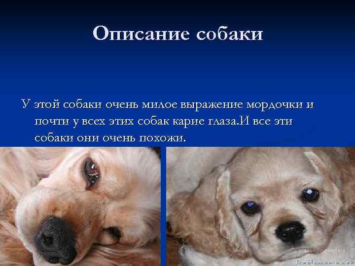 Описание собаки У этой собаки очень милое выражение мордочки и почти у всех этих