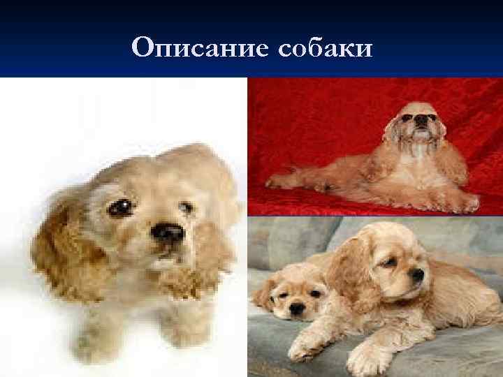 Описание собаки 