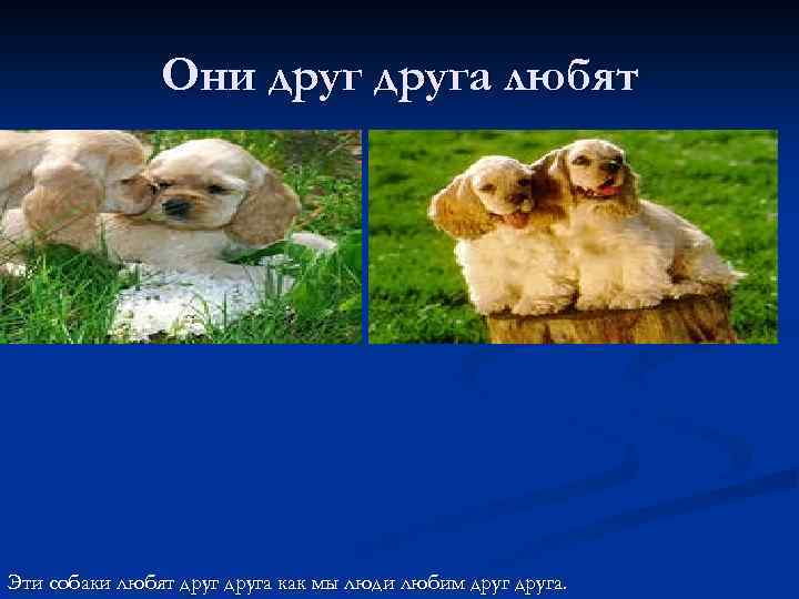 Они друга любят Эти собаки любят друга как мы люди любим друга. 