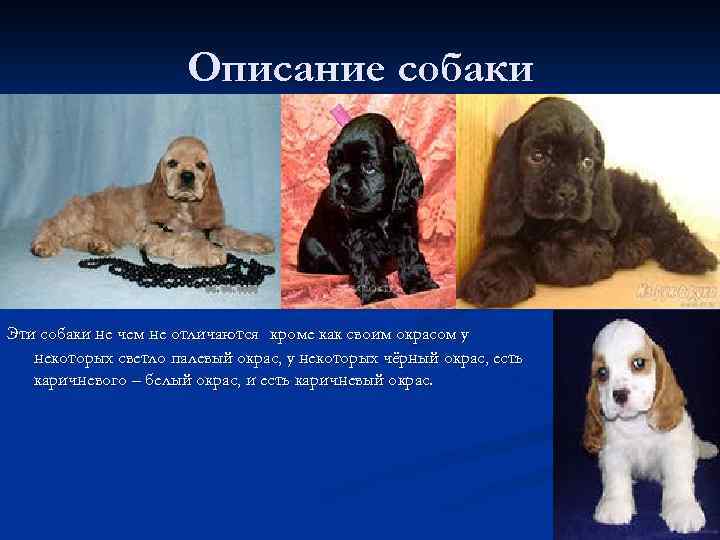 Описание собаки Эти собаки не чем не отличаются кроме как своим окрасом у некоторых