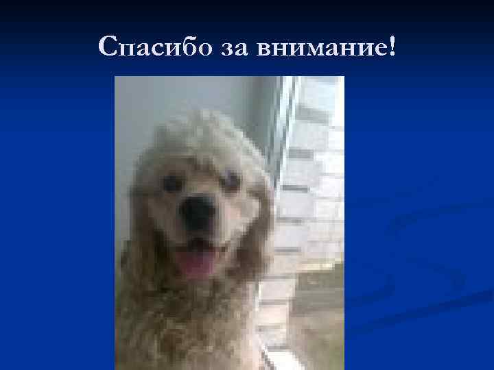 Спасибо за внимание! 