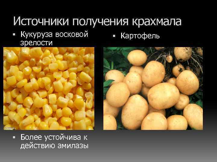 Источники получения крахмала Кукуруза восковой зрелости Более устойчива к действию амилазы Картофель 