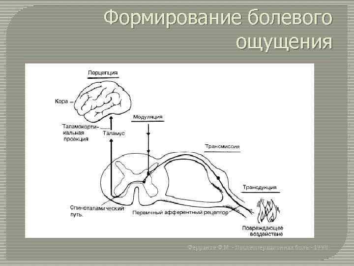 Схему структурной организации восприятия первичной локализованной боли эпикритической