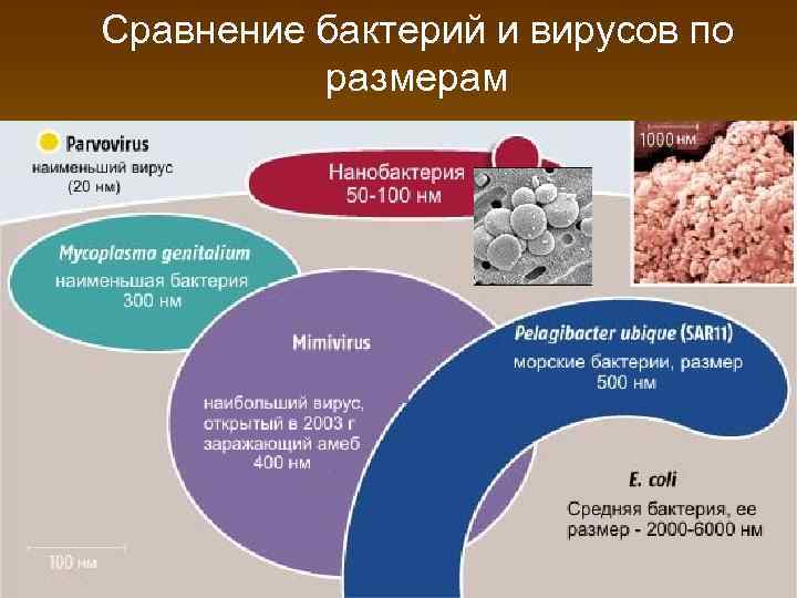 Сравнение бактерий и вирусов по размерам 