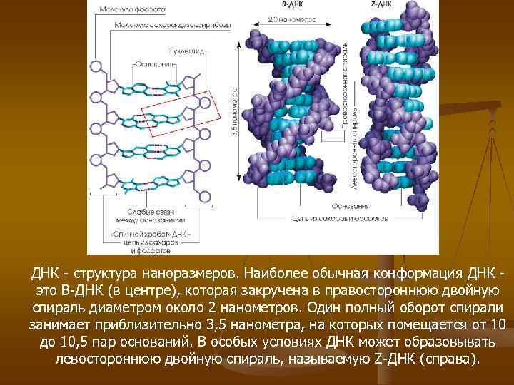 ДНК - структура наноразмеров. Наиболее обычная конформация ДНК - это B-ДНК (в центре), которая