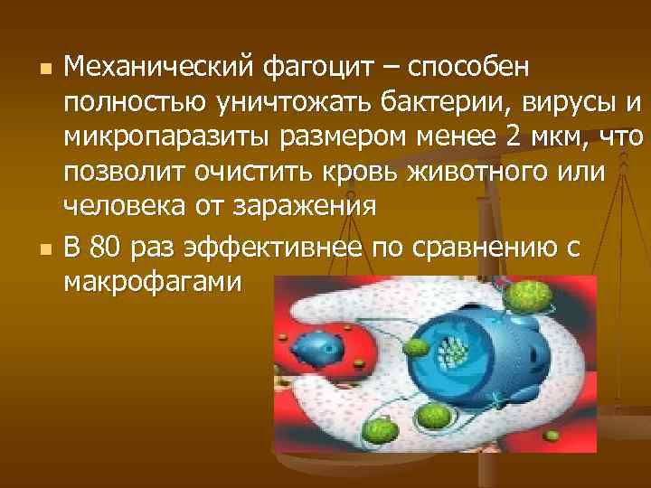 n n Механический фагоцит – способен полностью уничтожать бактерии, вирусы и микропаразиты размером менее