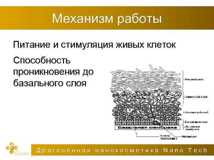 Механизм работы Питание и стимуляция живых клеток Способность проникновения до базального слоя Драгоценная нанокосметика