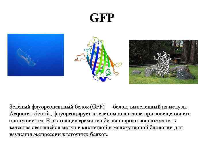 GFP Зелёный флуоресцентный белок (GFP) — белок, выделенный из медузы Aequorea victoria, флуоресцирует в