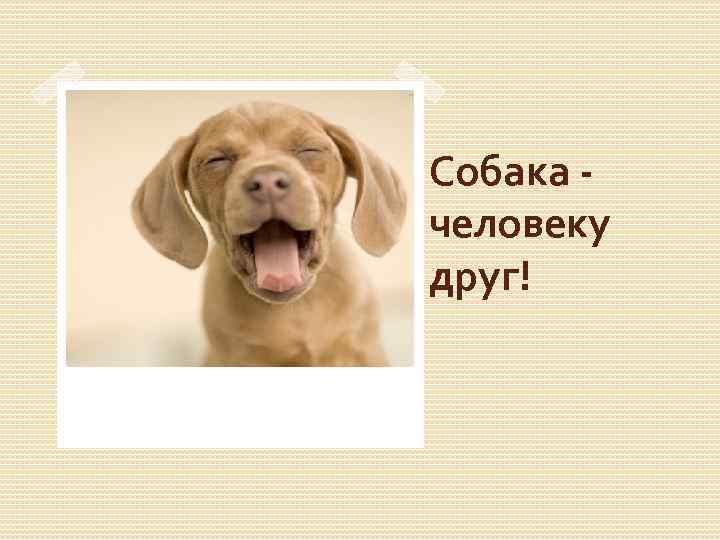 Собака - человеку друг! 