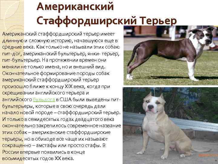 Американский Стаффордширский Терьер Американский стаффордширский терьер имеет длинную и сложную историю, начавшуюся еще в