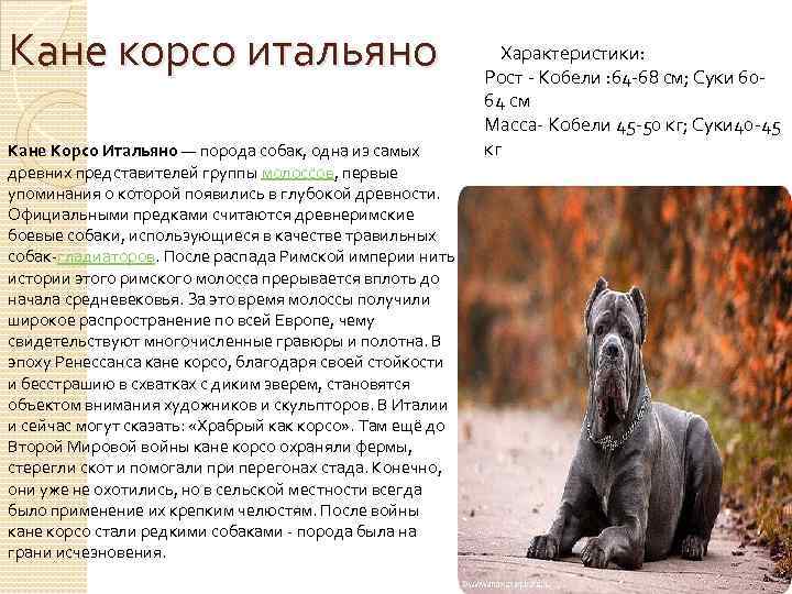 Кане корсо итальяно Кане Корсо Итальяно — порода собак, одна из самых древних представителей
