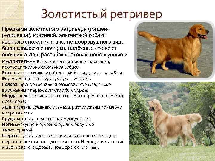 Золотистый ретривер Предками золотистого ретривера (голденретривера), красивой, элегантной собаки крепкого сложения и вполне добродушного