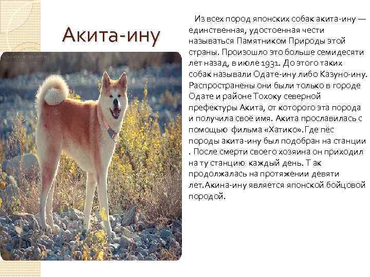 Акита-ину Из всех пород японских собак акита-ину — единственная, удостоенная чести называться Памятником Природы