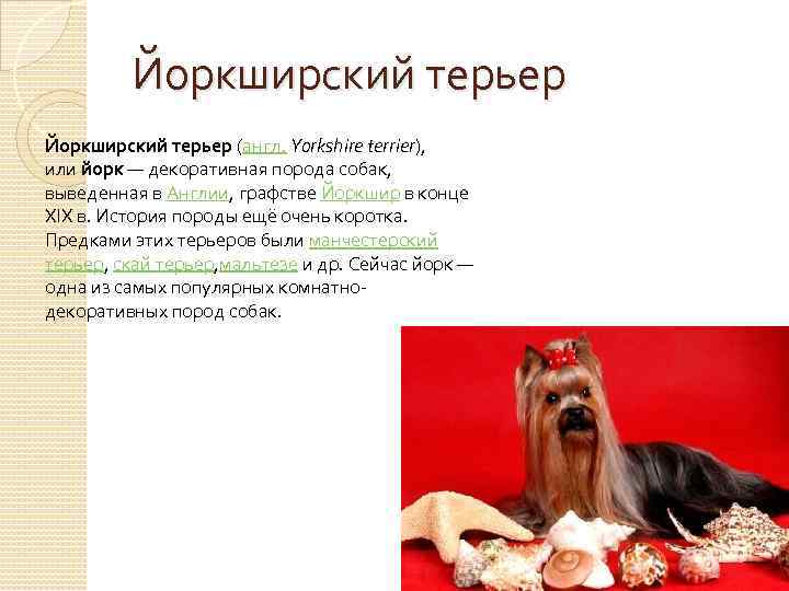 Йоркширский терьер (англ. Yorkshire terrier), или йорк — декоративная порода собак, выведенная в Англии,