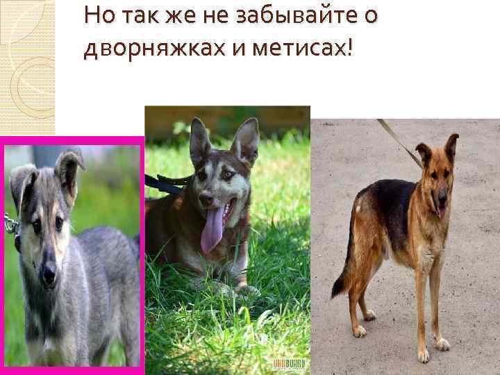 Но так же не забывайте о дворняжках и метисах! 