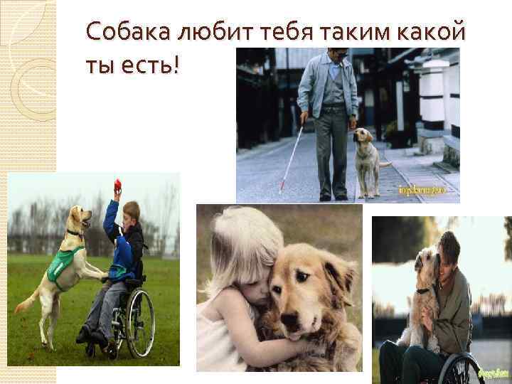 Собака любит тебя таким какой ты есть! 