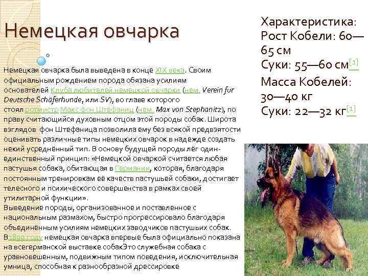 Немецкая овчарка была выведена в конце XIX века. Своим официальным рождением порода обязана усилиям