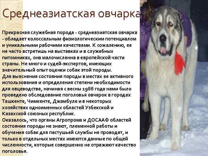 Среднеазиатская овчарка Прекрасная служебная порода - среднеазиатская овчарка - обладает колоссальным физиологическим потенциалом и